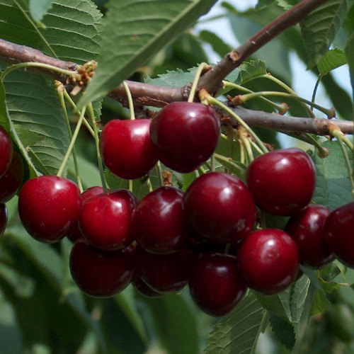 Prunus avium 'Brjanskaja Krasnaja' - Magus kirsipuu 'Brjanskaja Krasnaja'